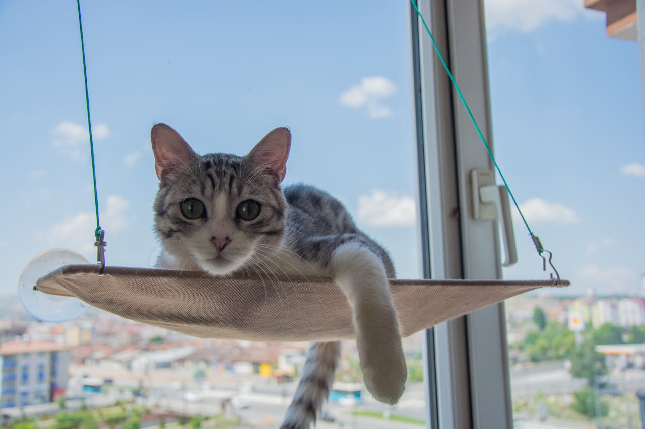 Adorable cat lounging on a window hammock with a city view in Sivas, Türkiye.