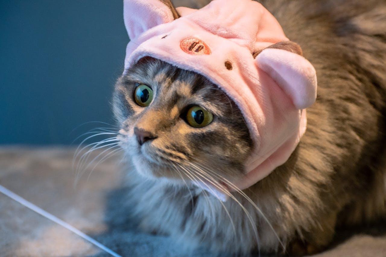Charming tabby cat donned in a cute pink hat, perfect for pet lovers.