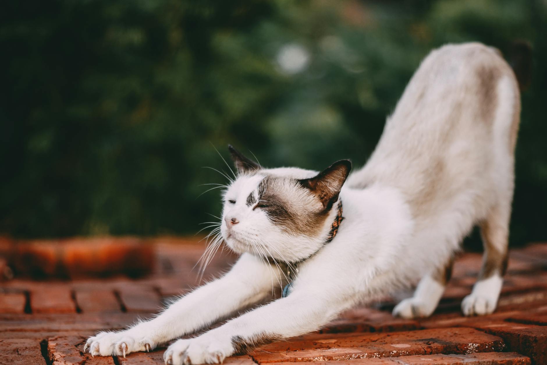 Adorable domestic cat stretching on brick surface in outdoor environment.